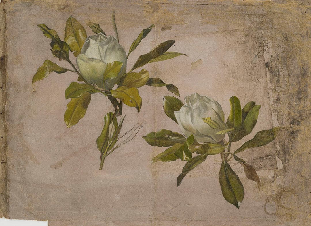 Magnolias on Branches