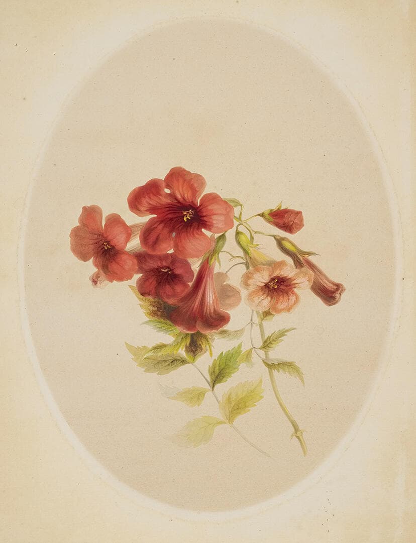 Trumpet Flowers