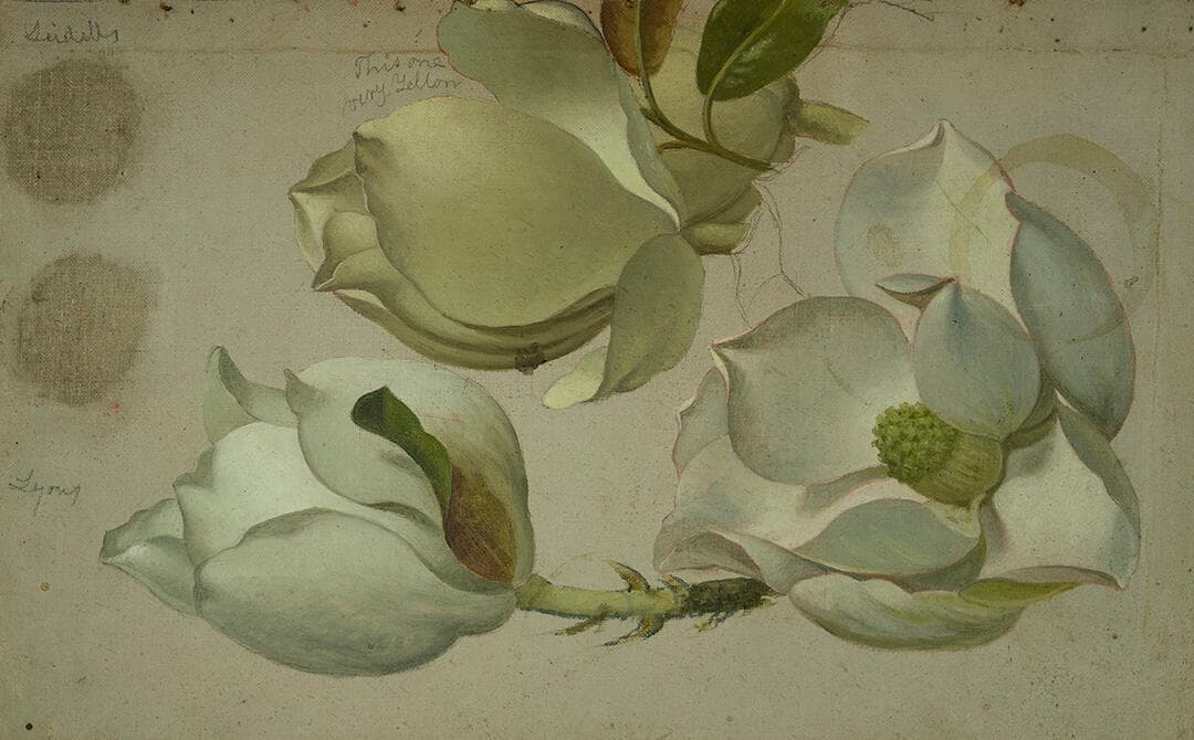 Study of Three Magnolia Blossoms