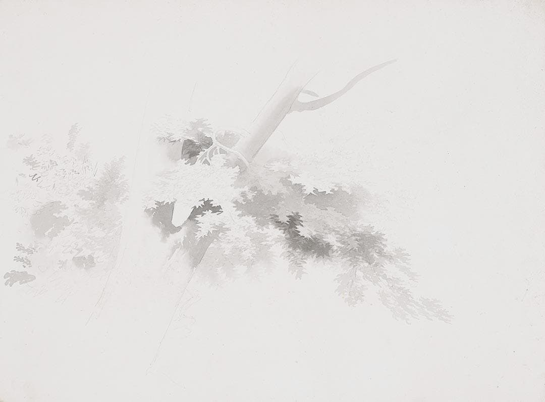 Tree Leaves