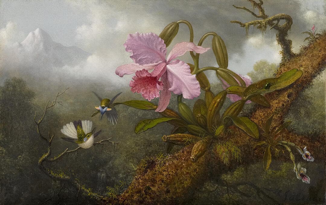 Cattleya Orchid, Two Hummingbirds and a Beetle