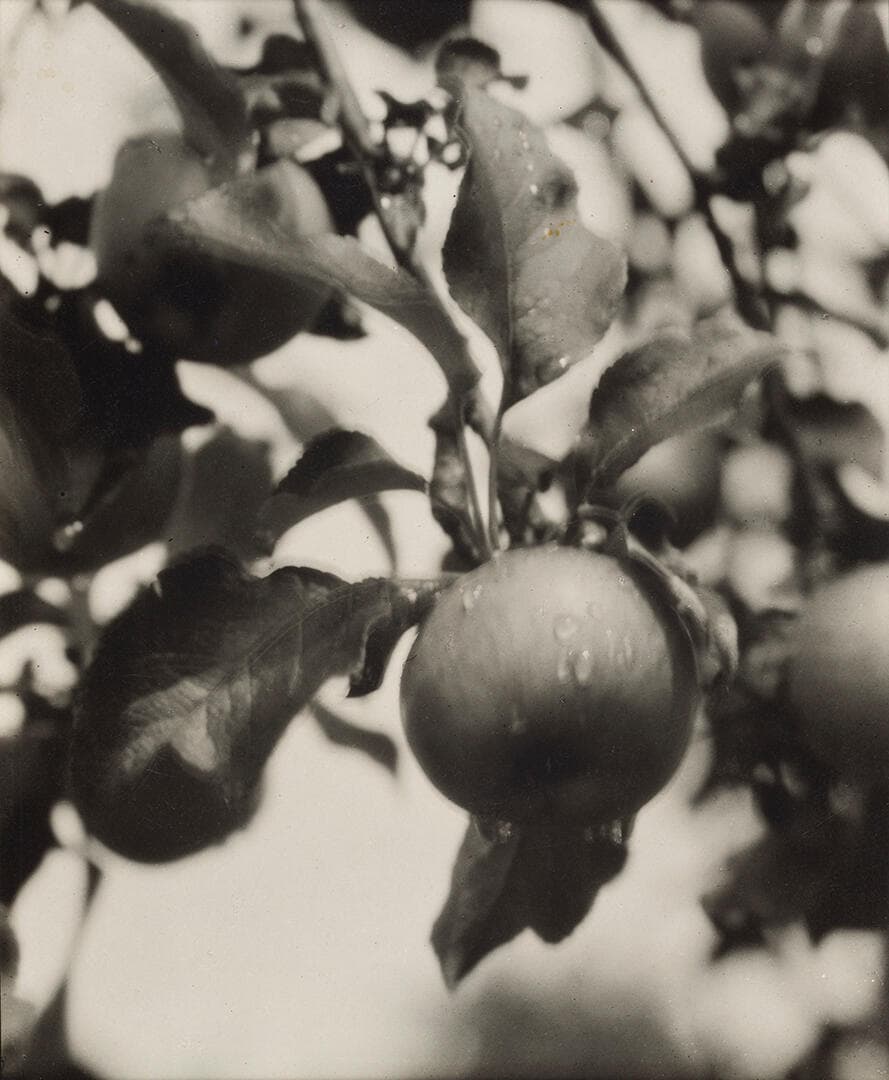 Apples