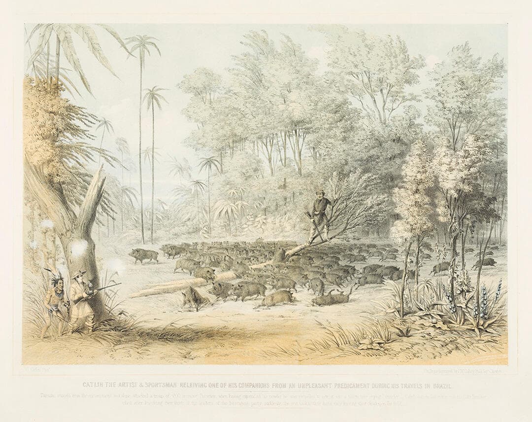 Catlin the Artist & Sportsman Releiving [sic] One of His Companions from an Unpleasant Predicament During his Travels in Brazil