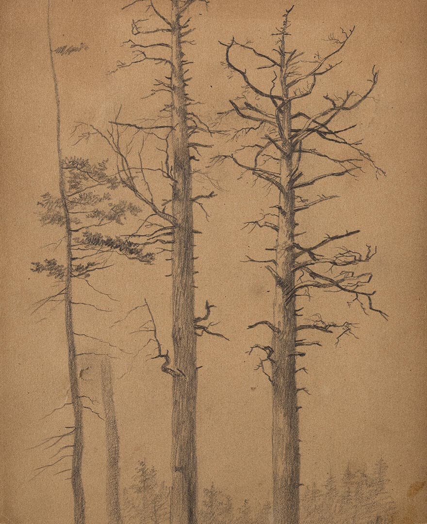 Pine Trees