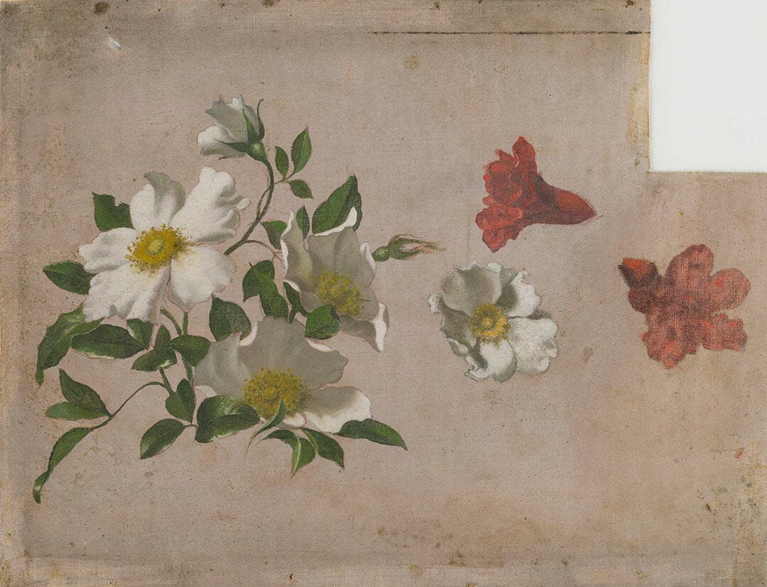 Study of Cherokee Roses on a Branch