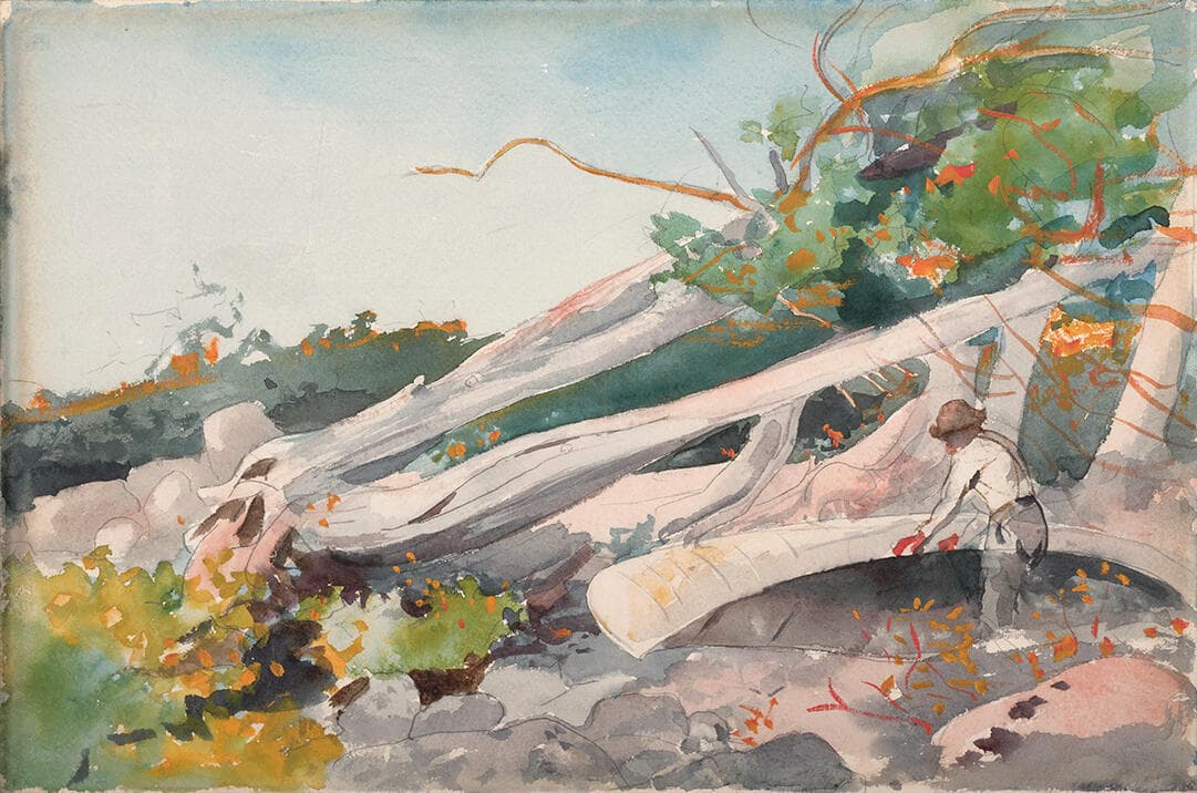 Guide Hiding a Canoe Under a Windfall