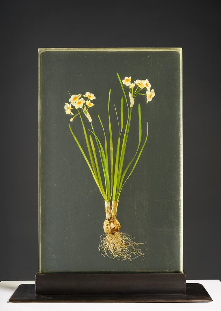 Tazetta Narcissus