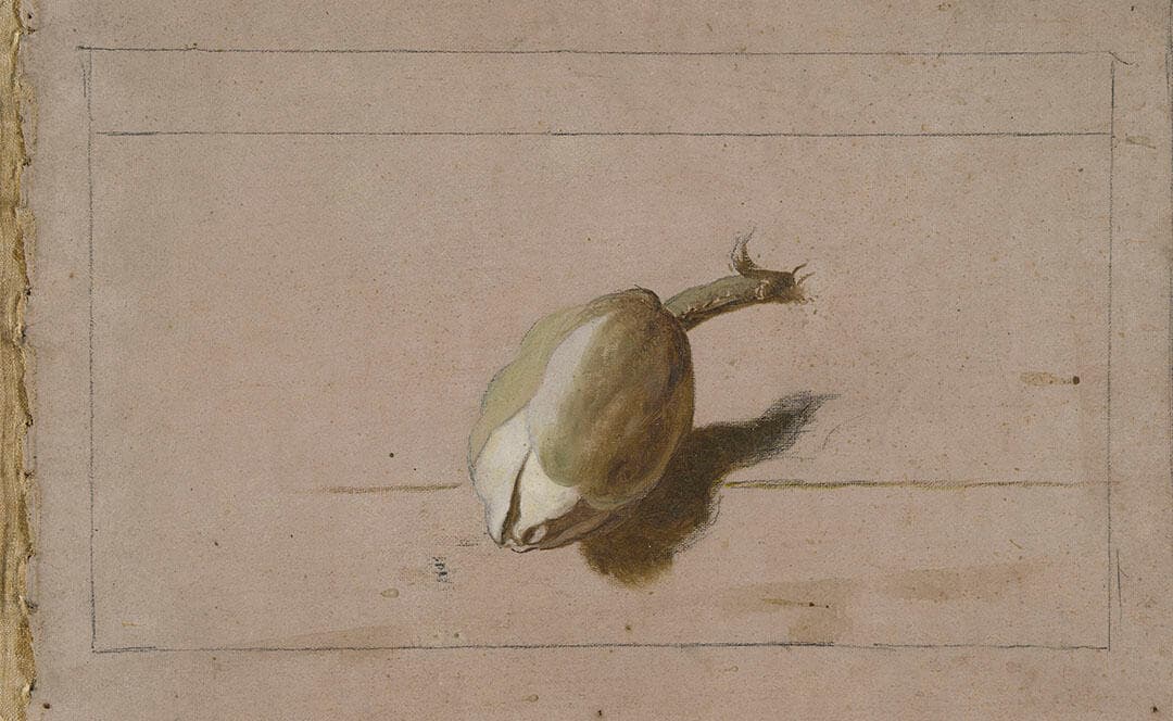 Study of a Single Magnolia Bud