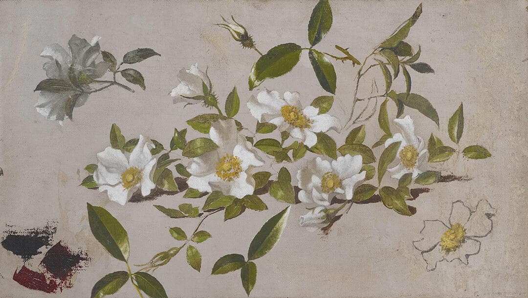 Branches of Cherokee Roses