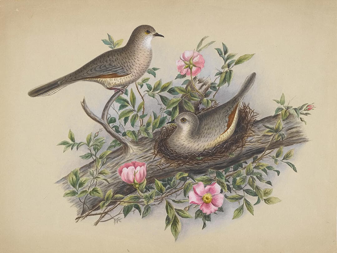 Mourning Doves and Roses