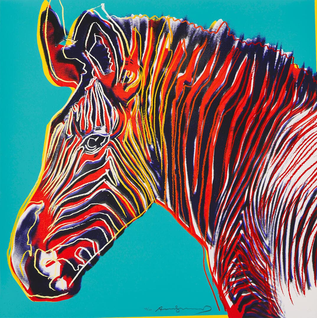 Grevy's Zebra
