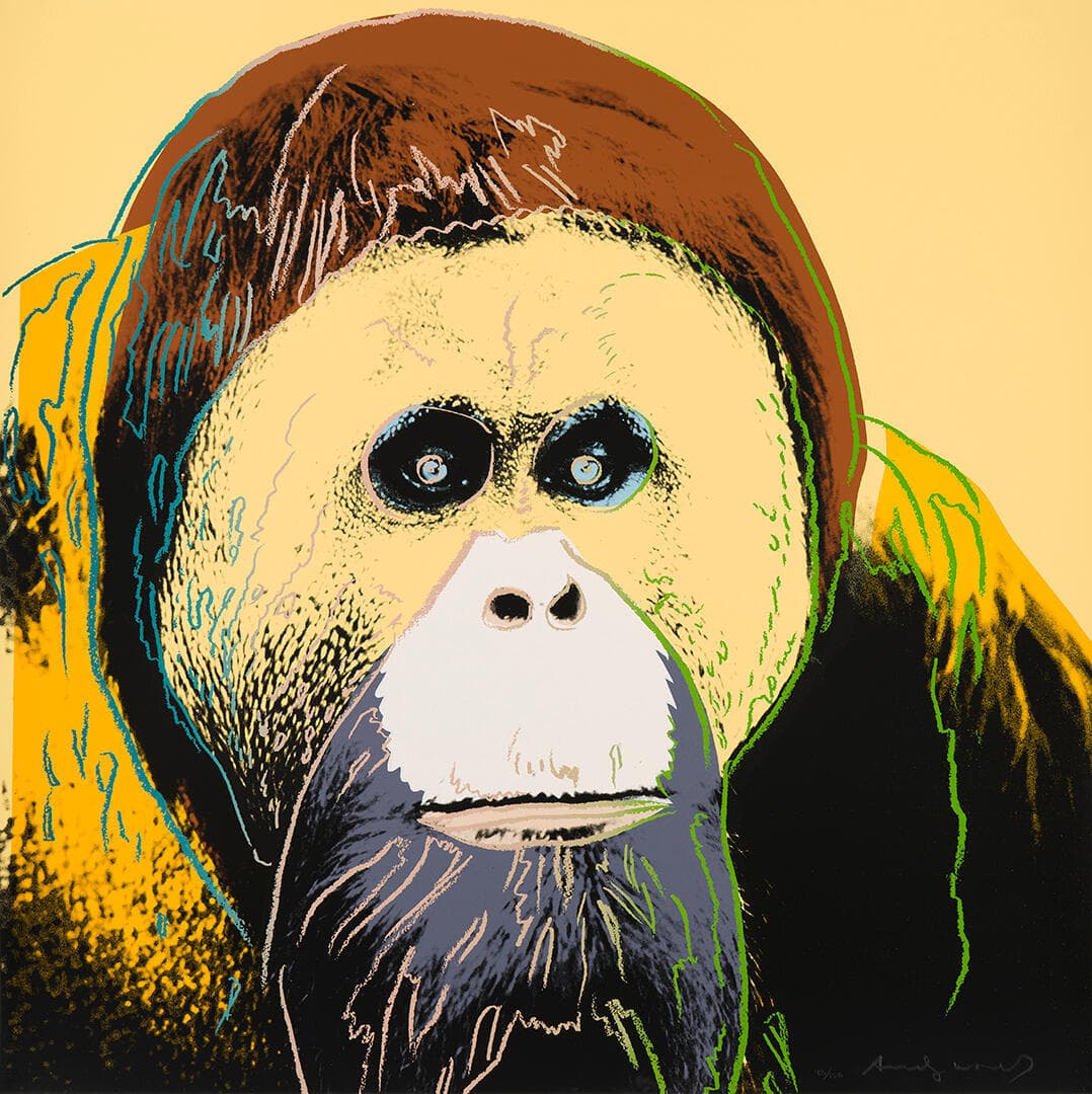 Orangutan