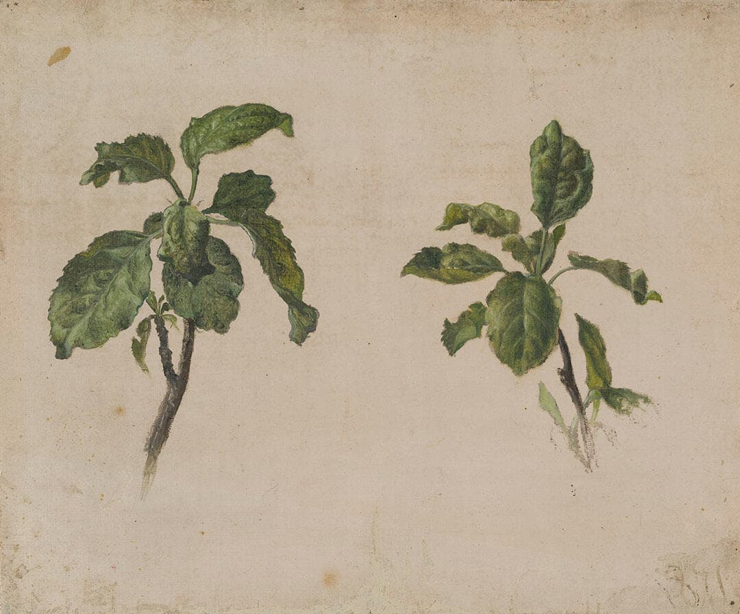 Two Branches of Apple Tree Leaves