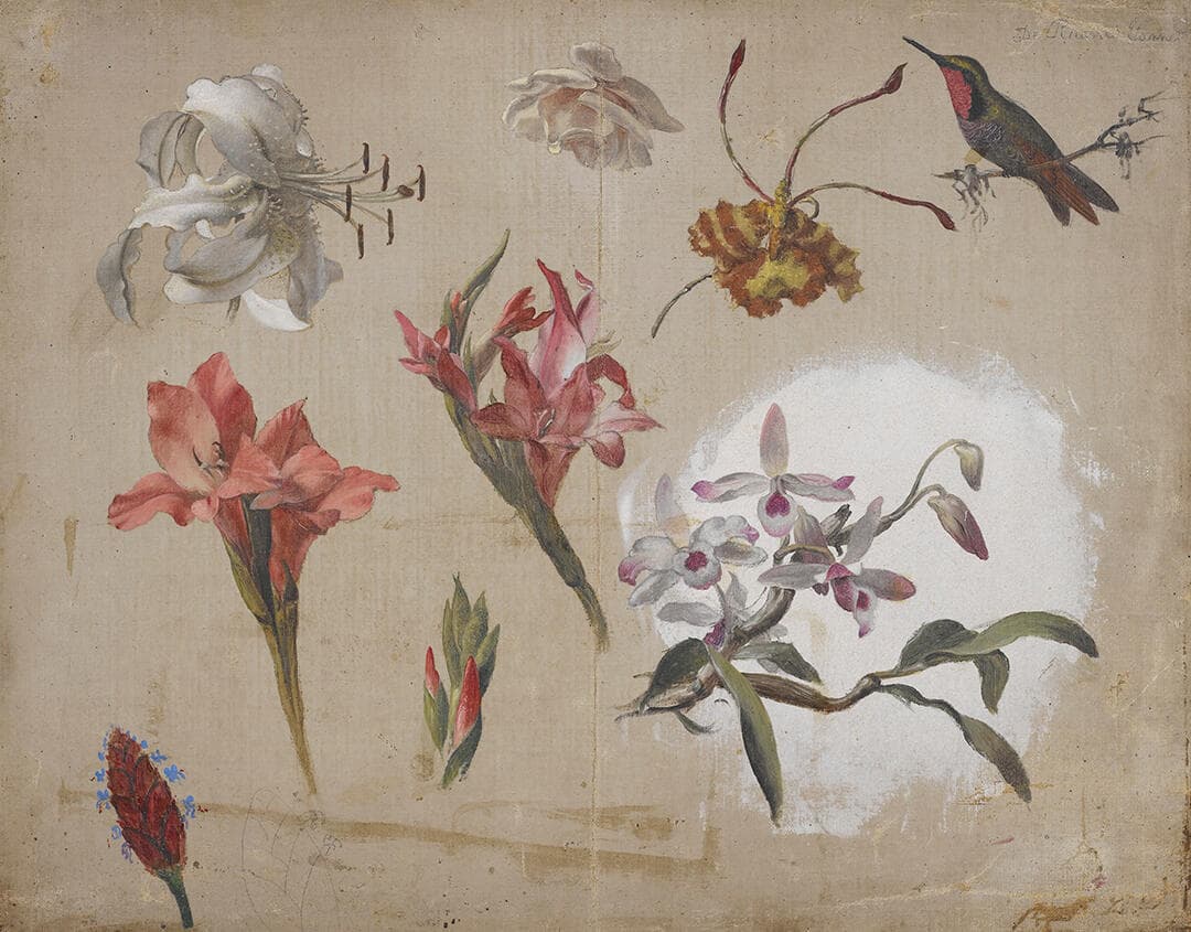 Study of Varied Flowers with a Hummingbird