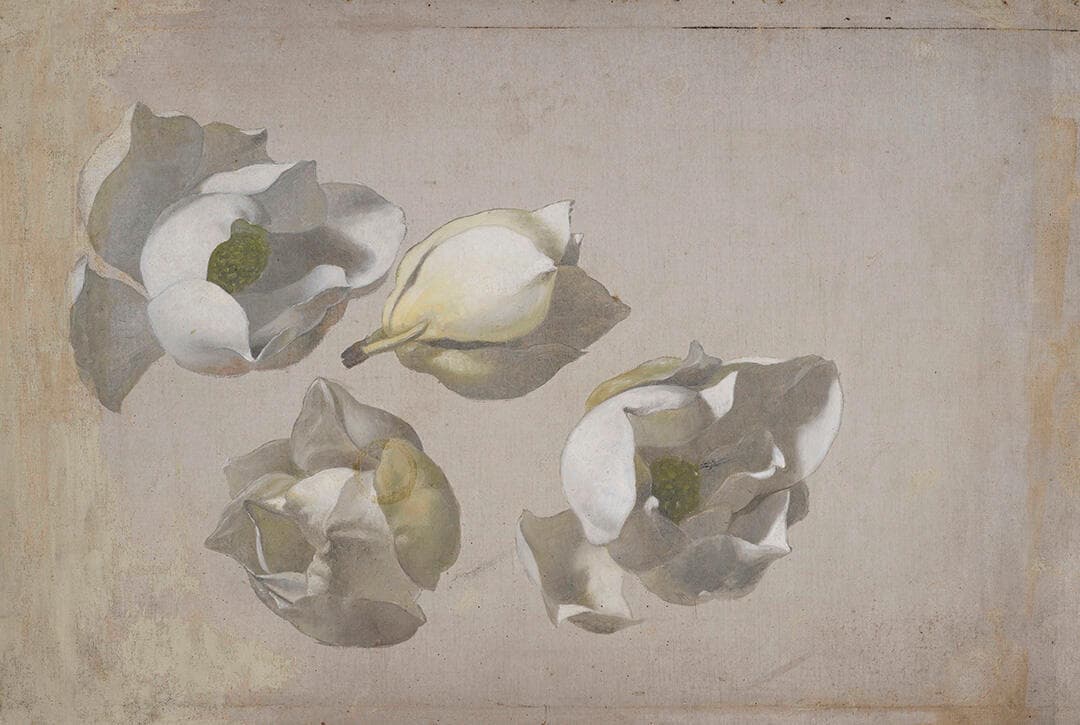 Study of Four Magnolia Blossoms