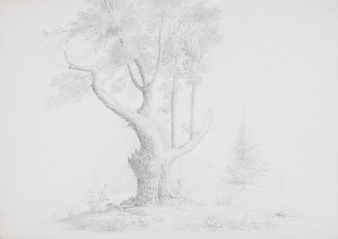 The Old Tree