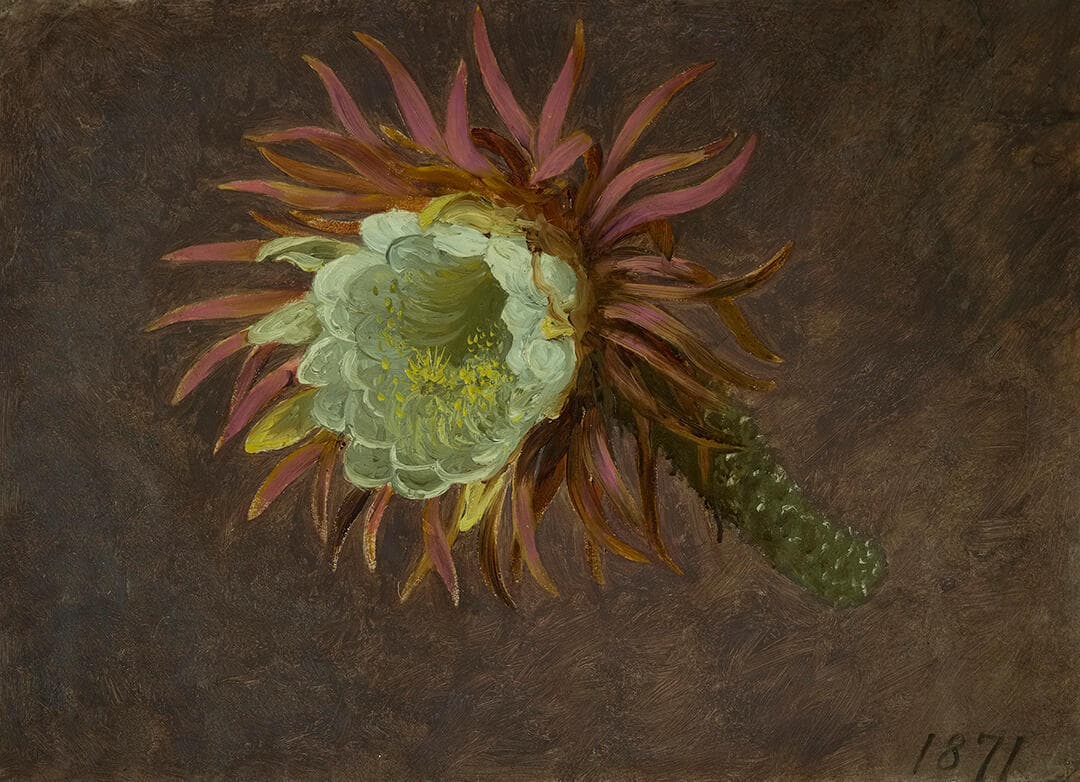 Study of a Night-Blooming Cereus