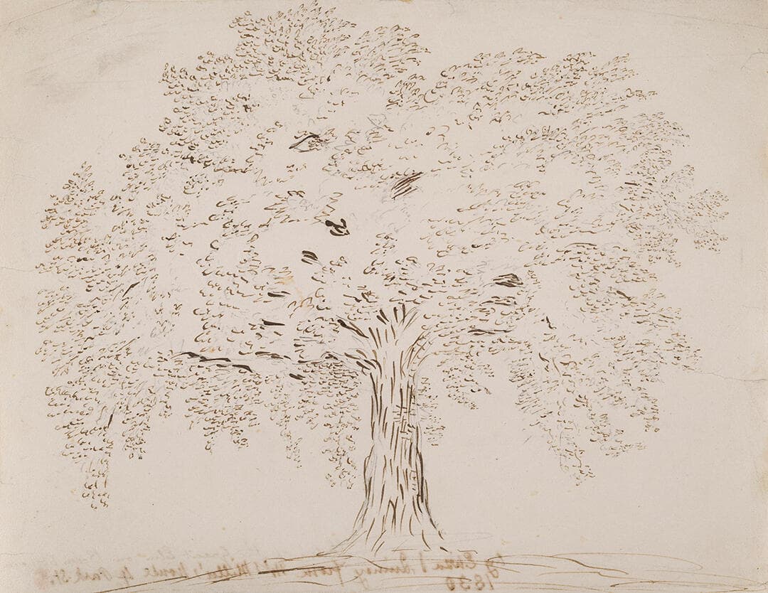 The Great Elm. Boston Common. (From The
Residence of Mr. S.R. Miller. 4 Park Street.)