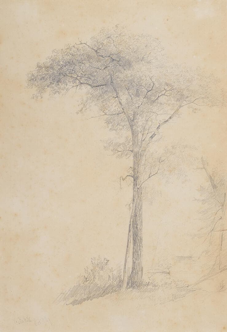 Tree Study, Catskill