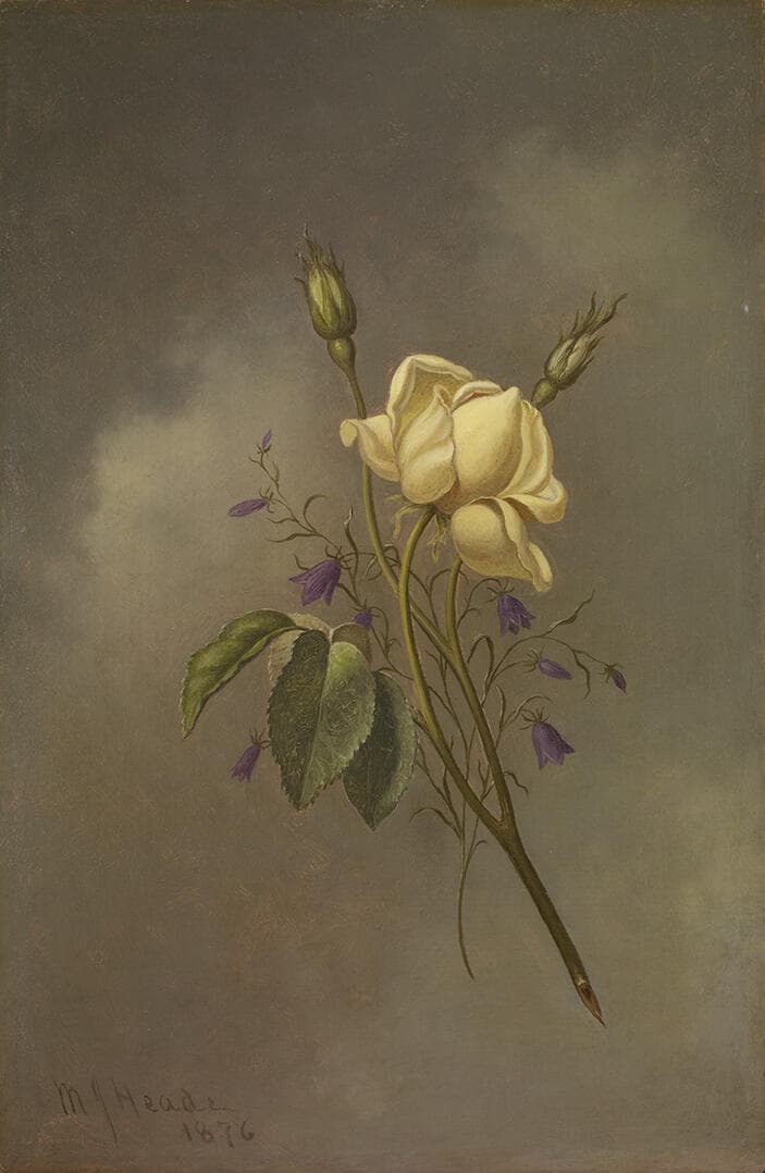 A Yellow Rose Against a Cloudy Sky