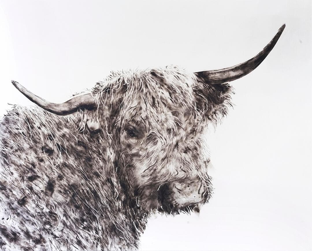 Black Cow