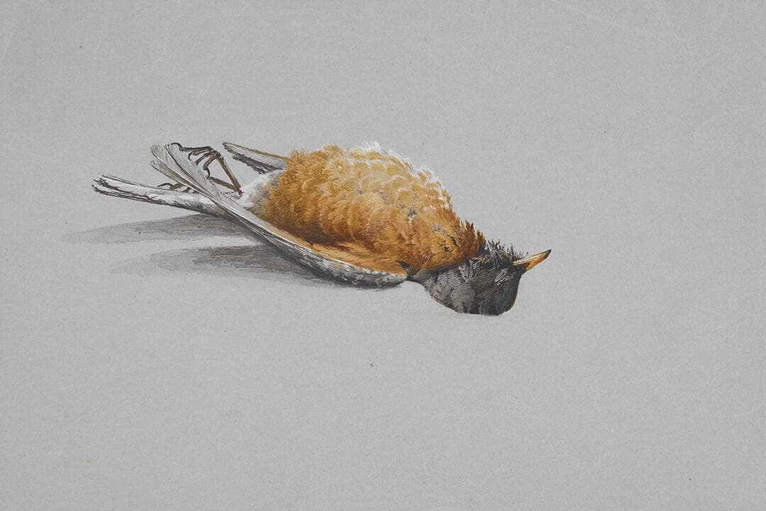 Dead Robin