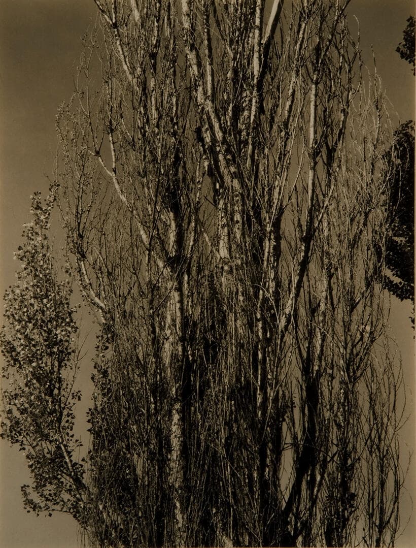 Poplars—Lake George