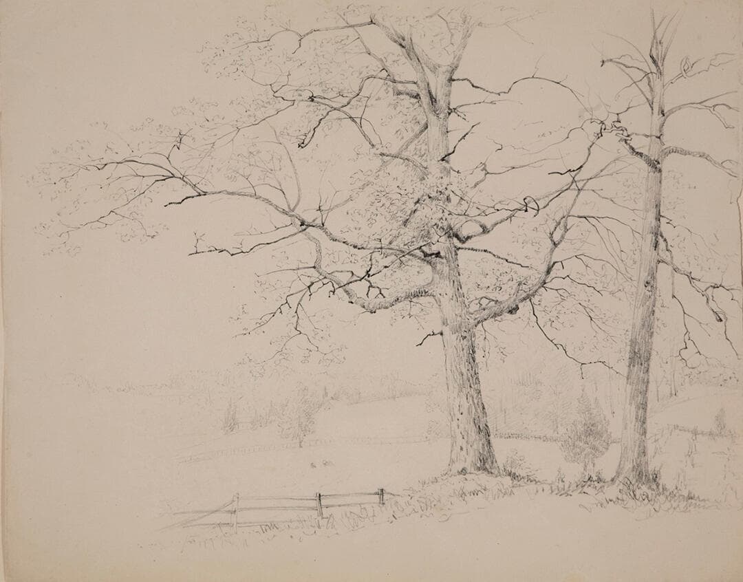 Two Trees and Meadow