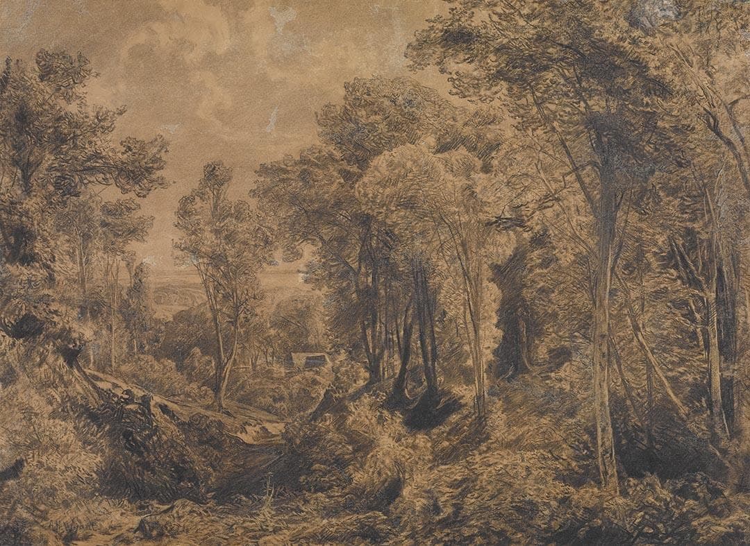 Wooded Landscape