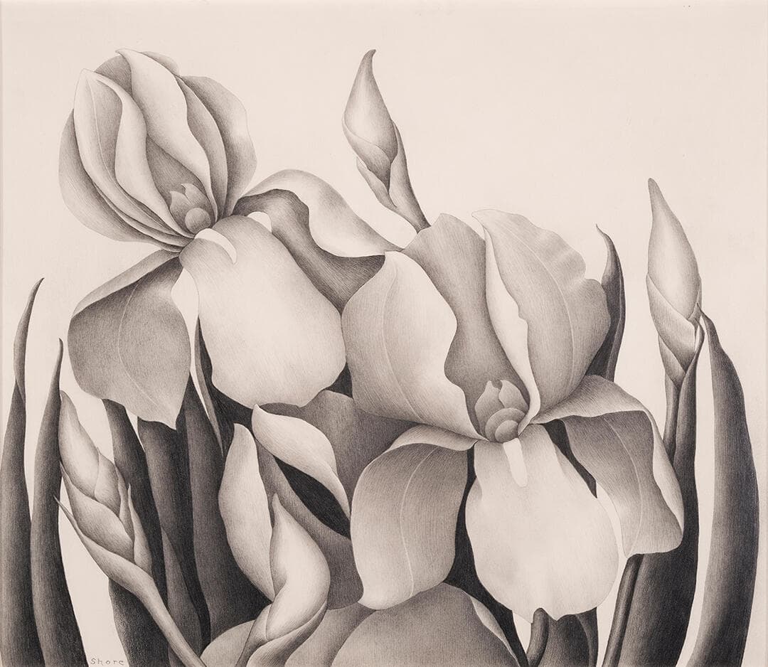 Iris
