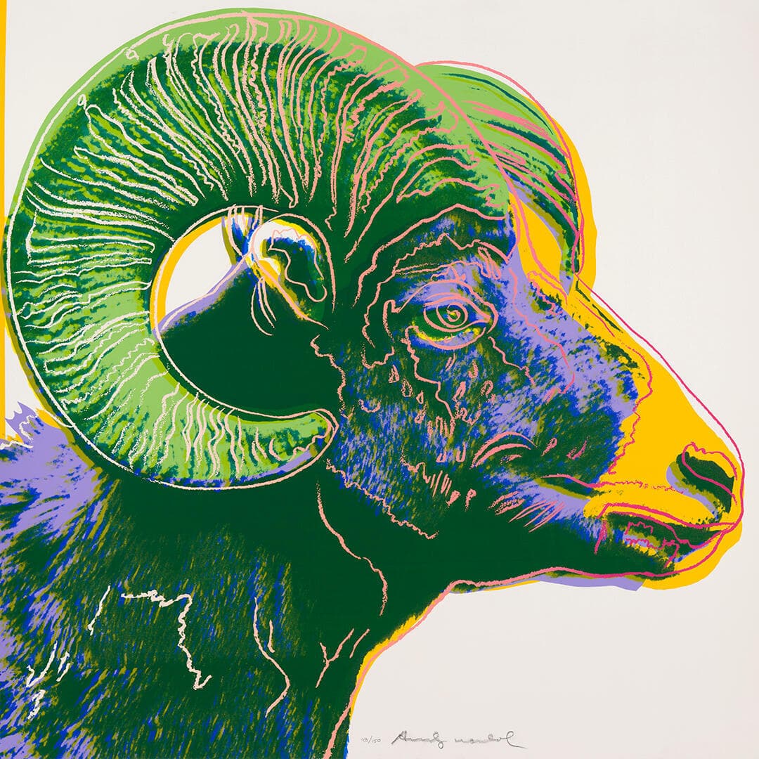 Bighorn Ram