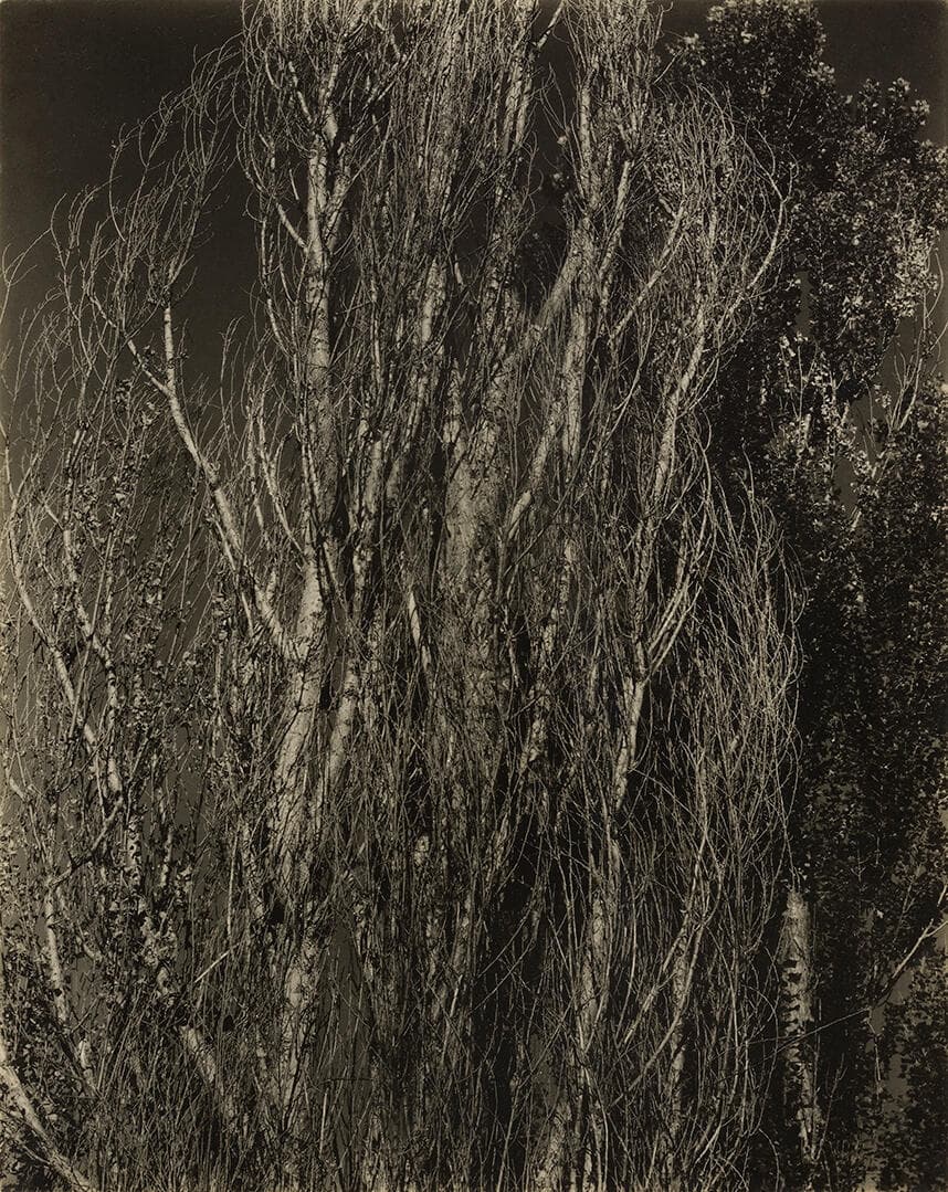 Poplars—Lake George
