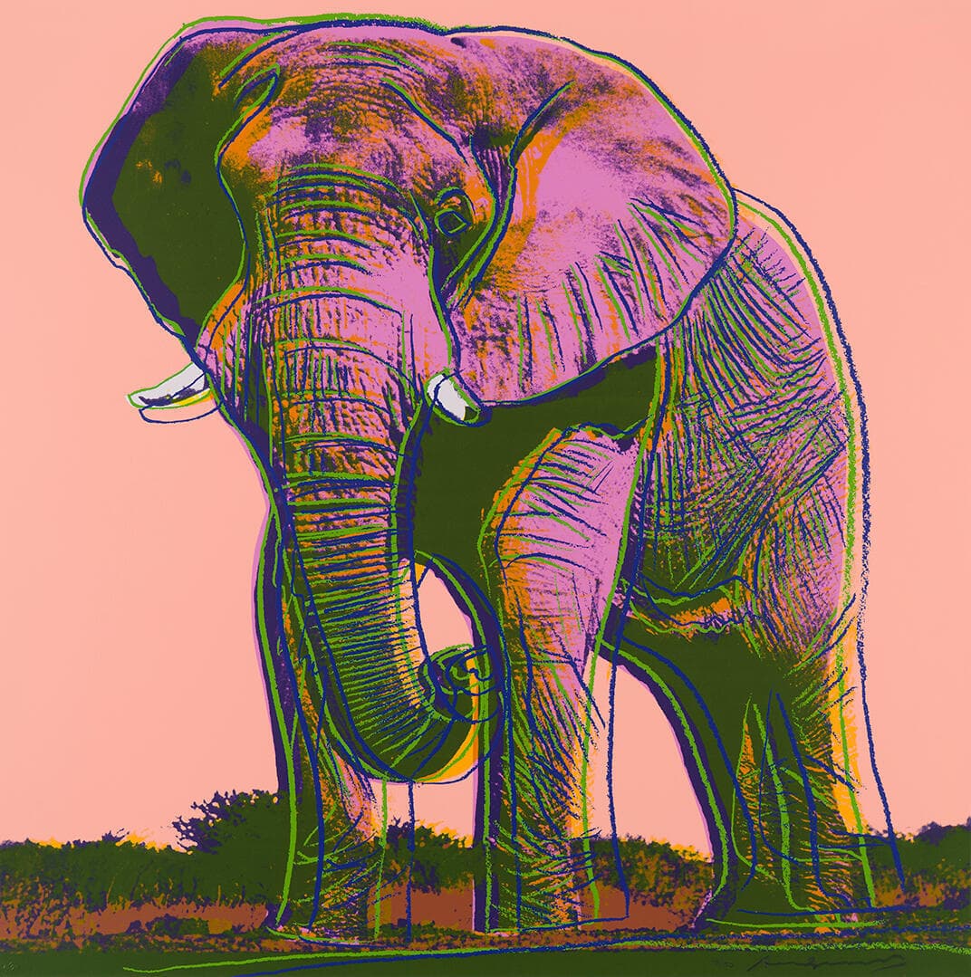 African Elephant