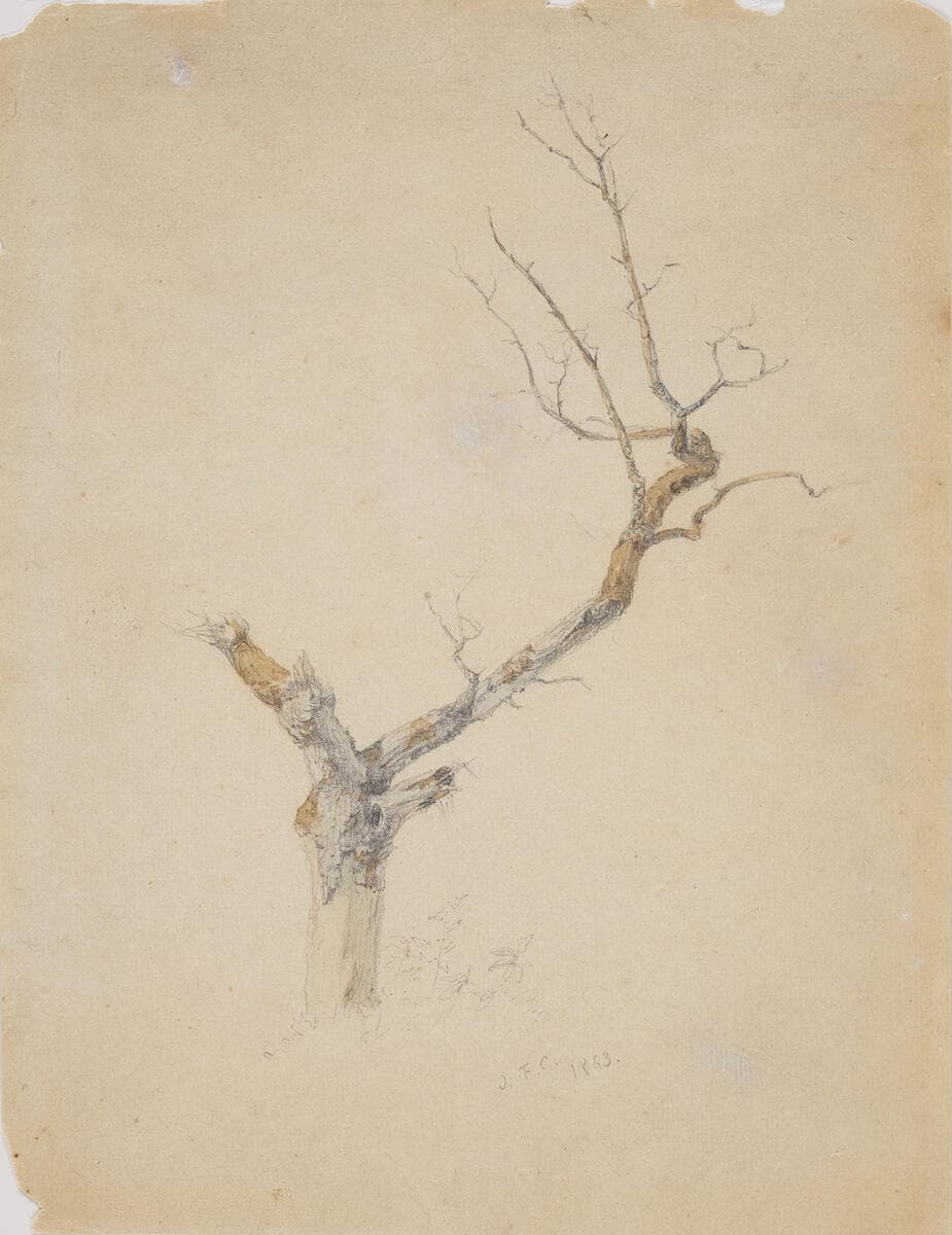 Tree Branches