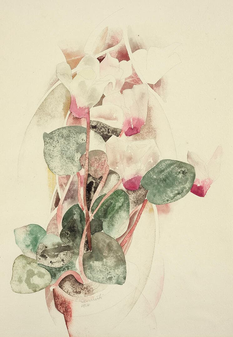 Cyclamen