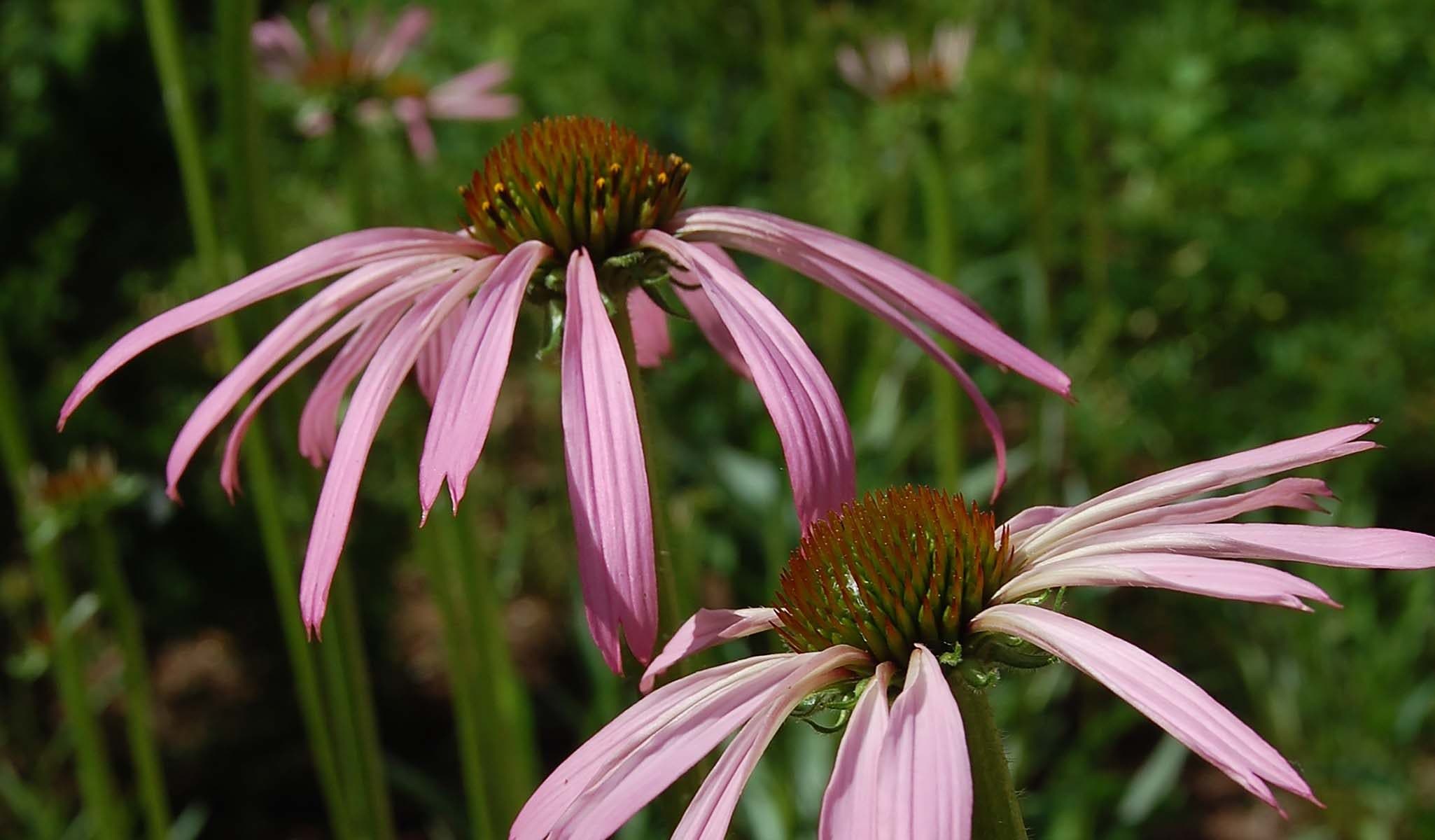 Pale Purple Coneflower