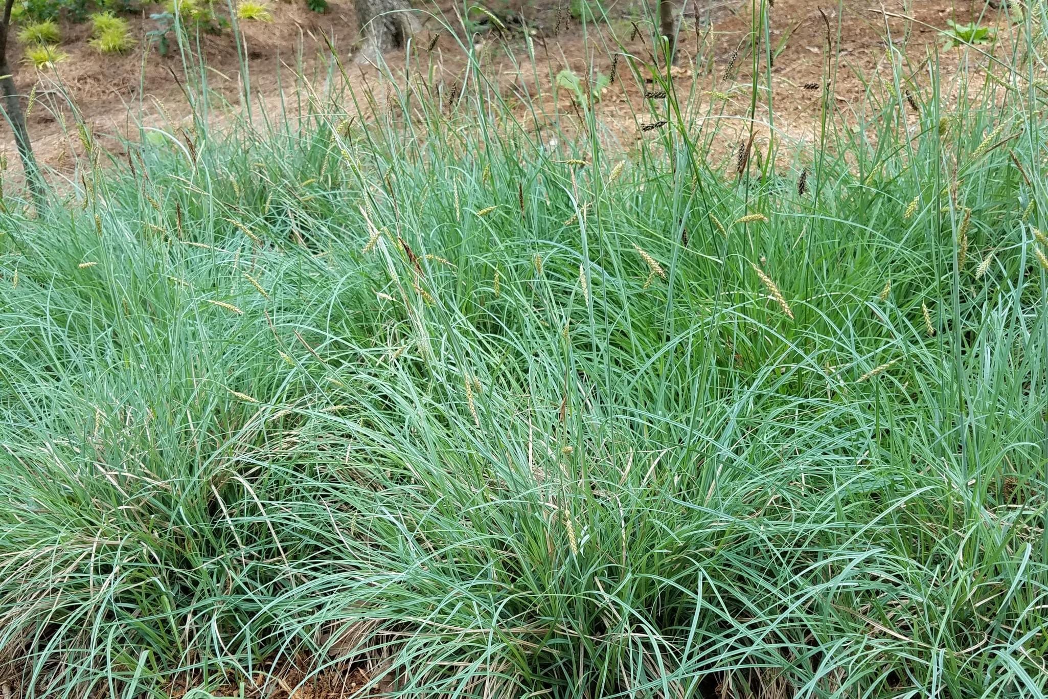 Blue Zinger Sedge