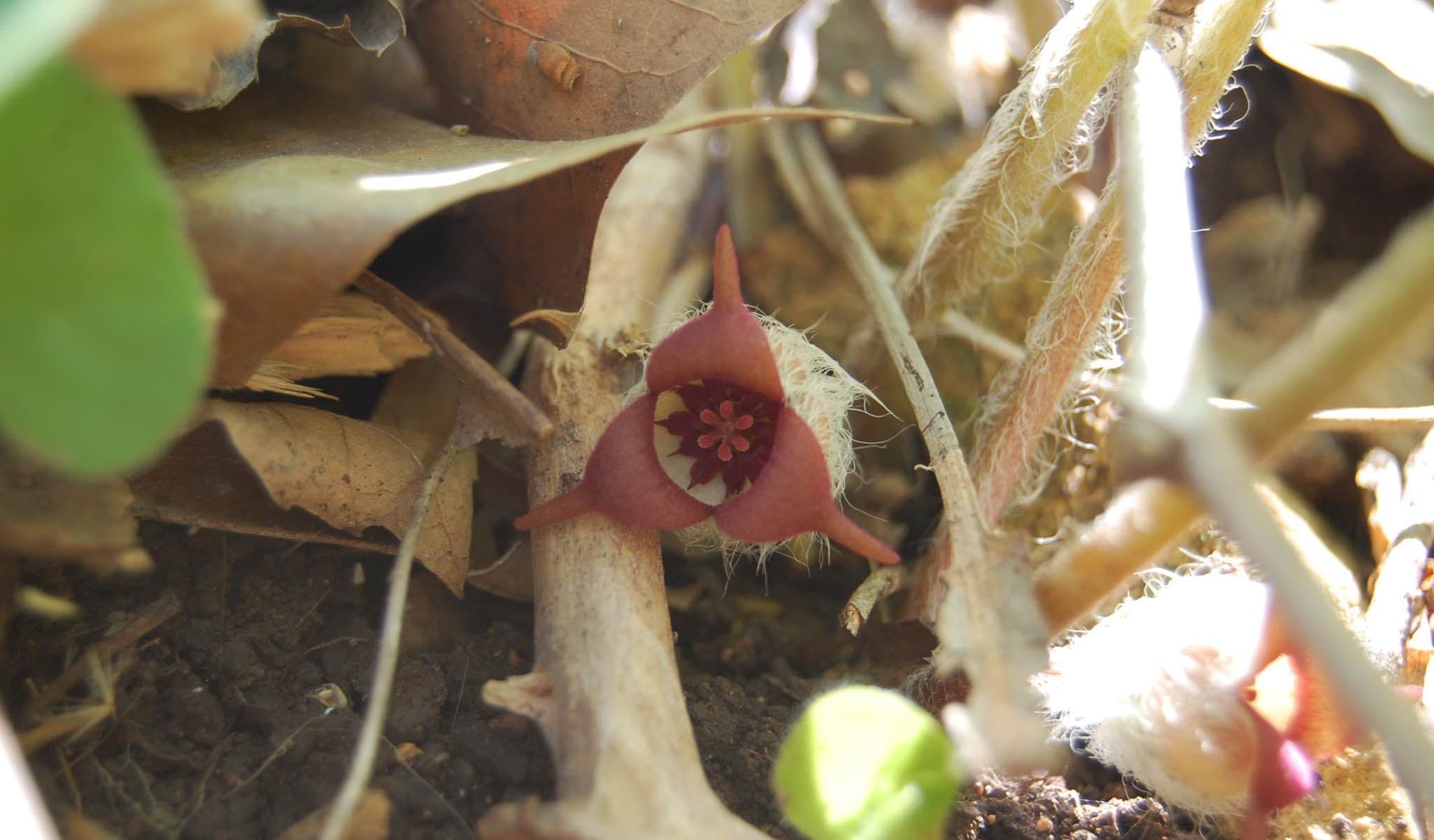 Wild Ginger