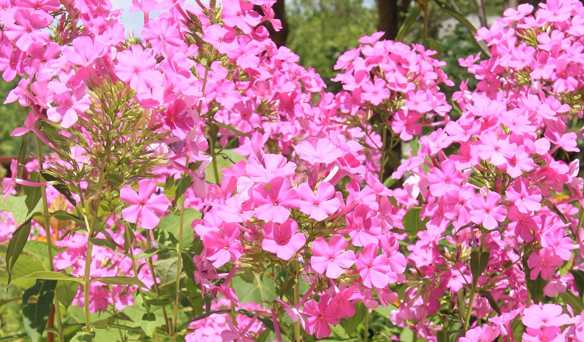 Garden Phlox