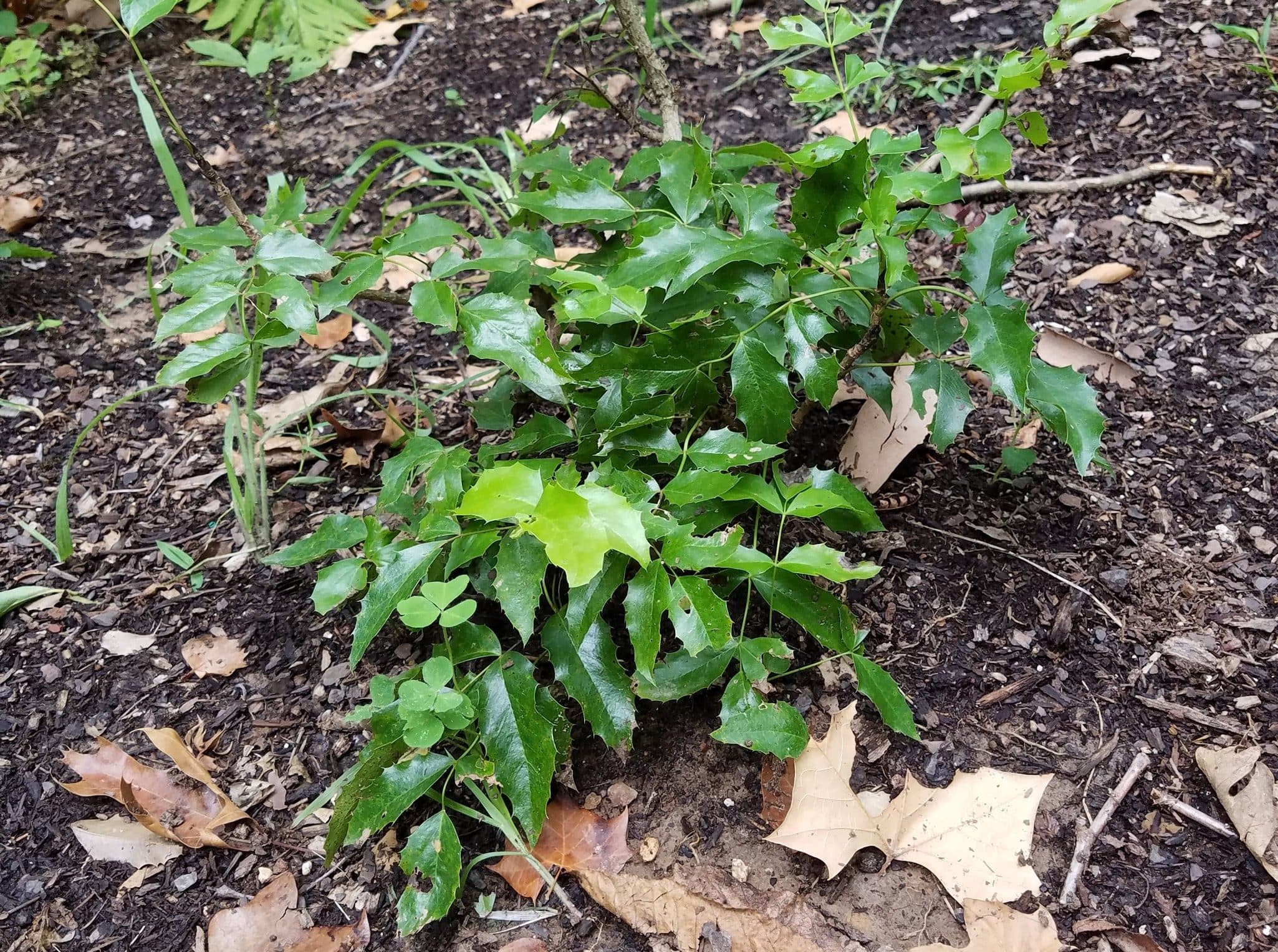 Oregon Grapeholly