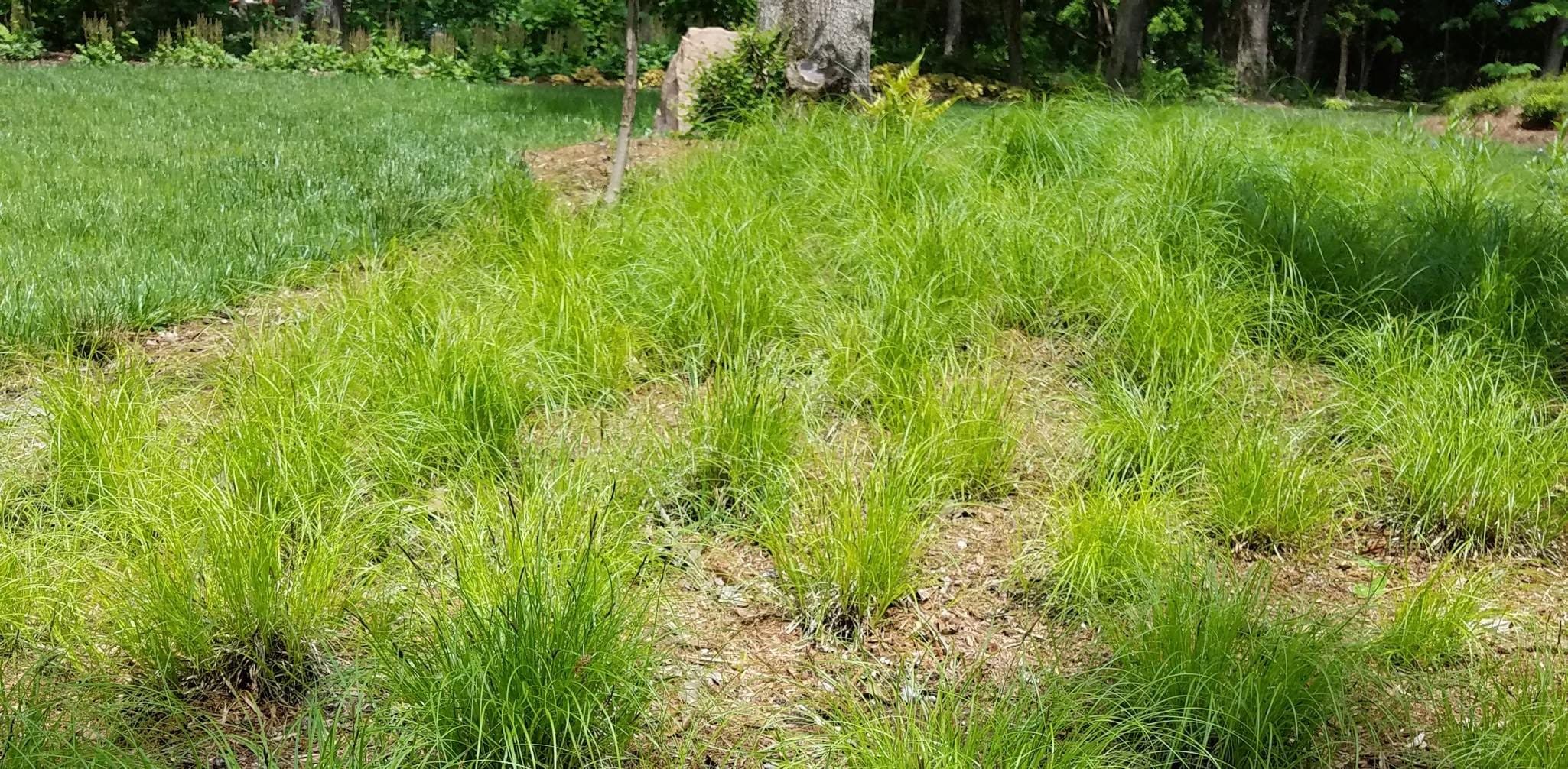 Pennsylvania Sedge