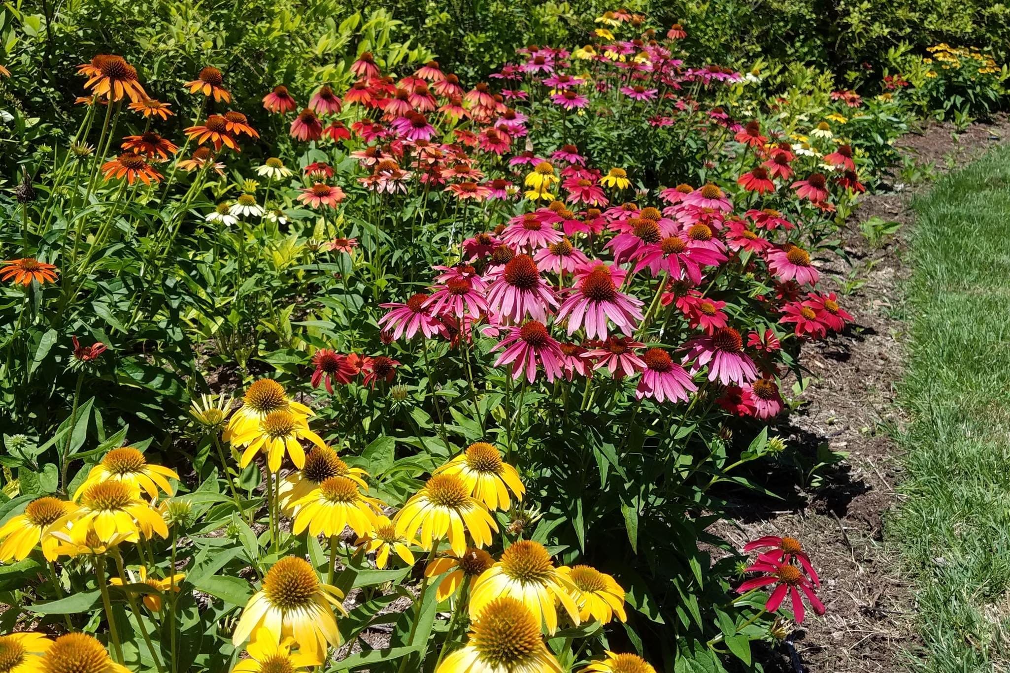 Cheyenne Spirit Coneflower