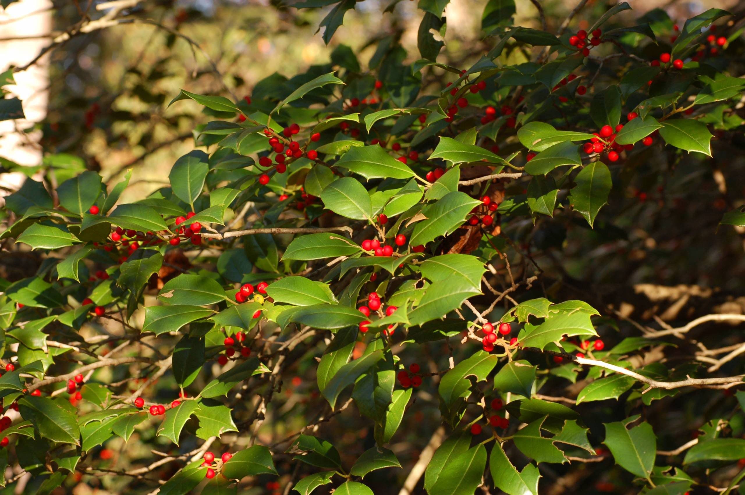 American Holly