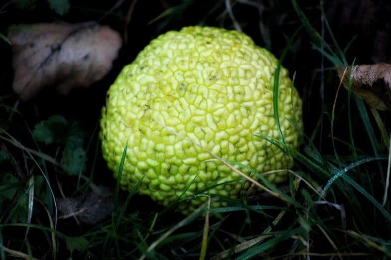 Osage Orange