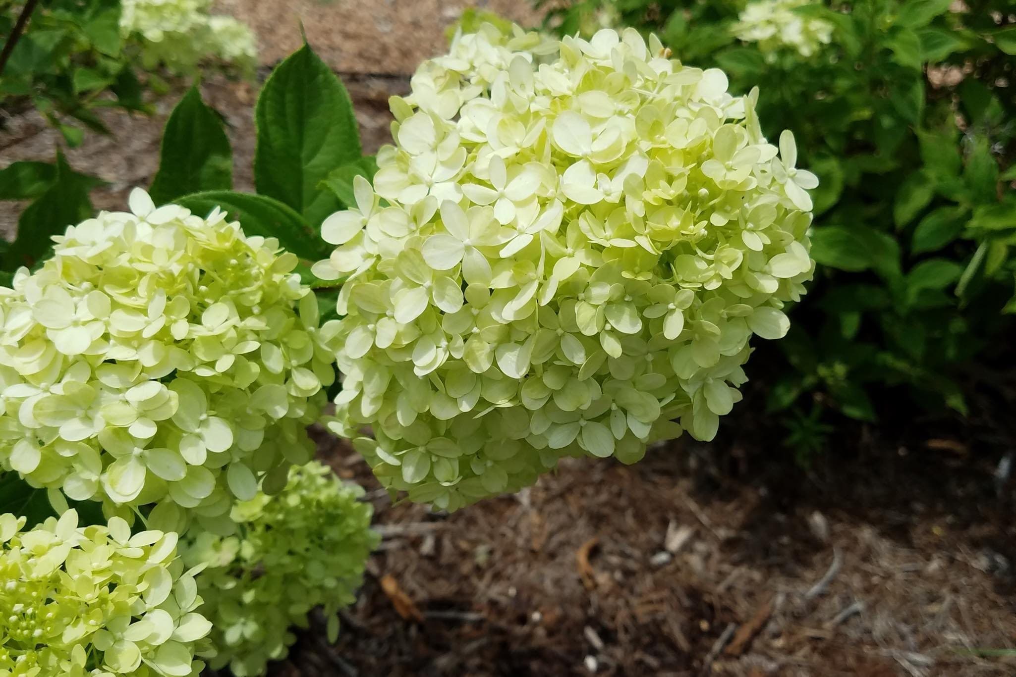 Little Lime Panicle Hydrangea