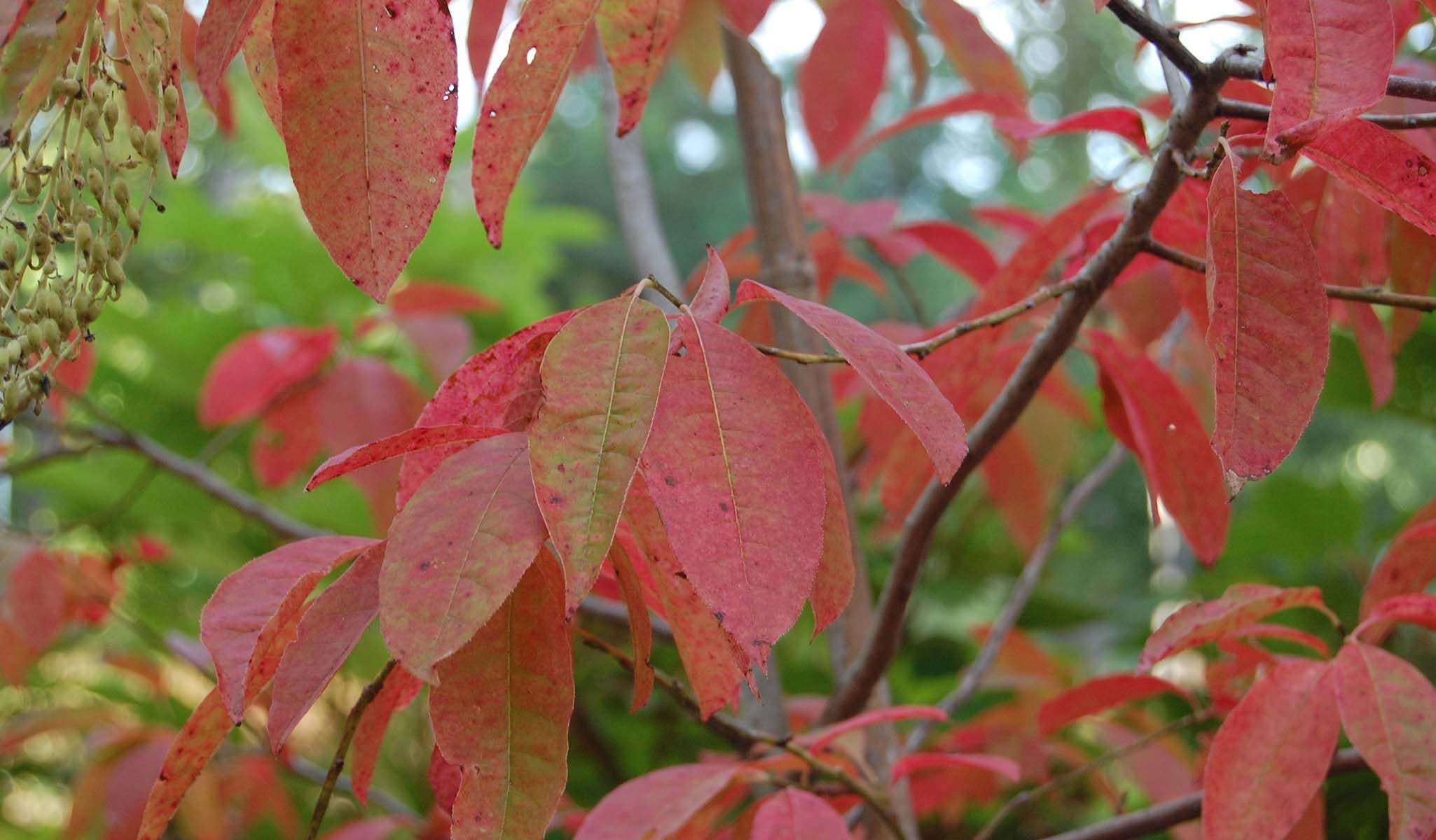 Sourwood