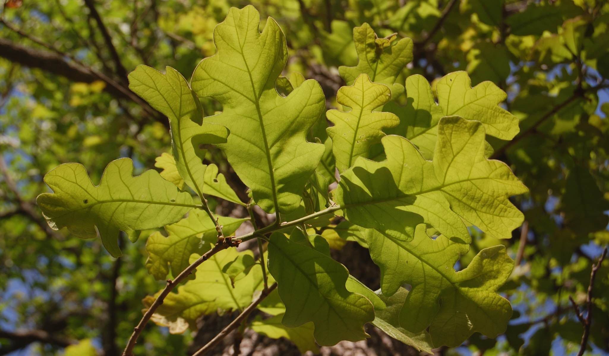 White Oak