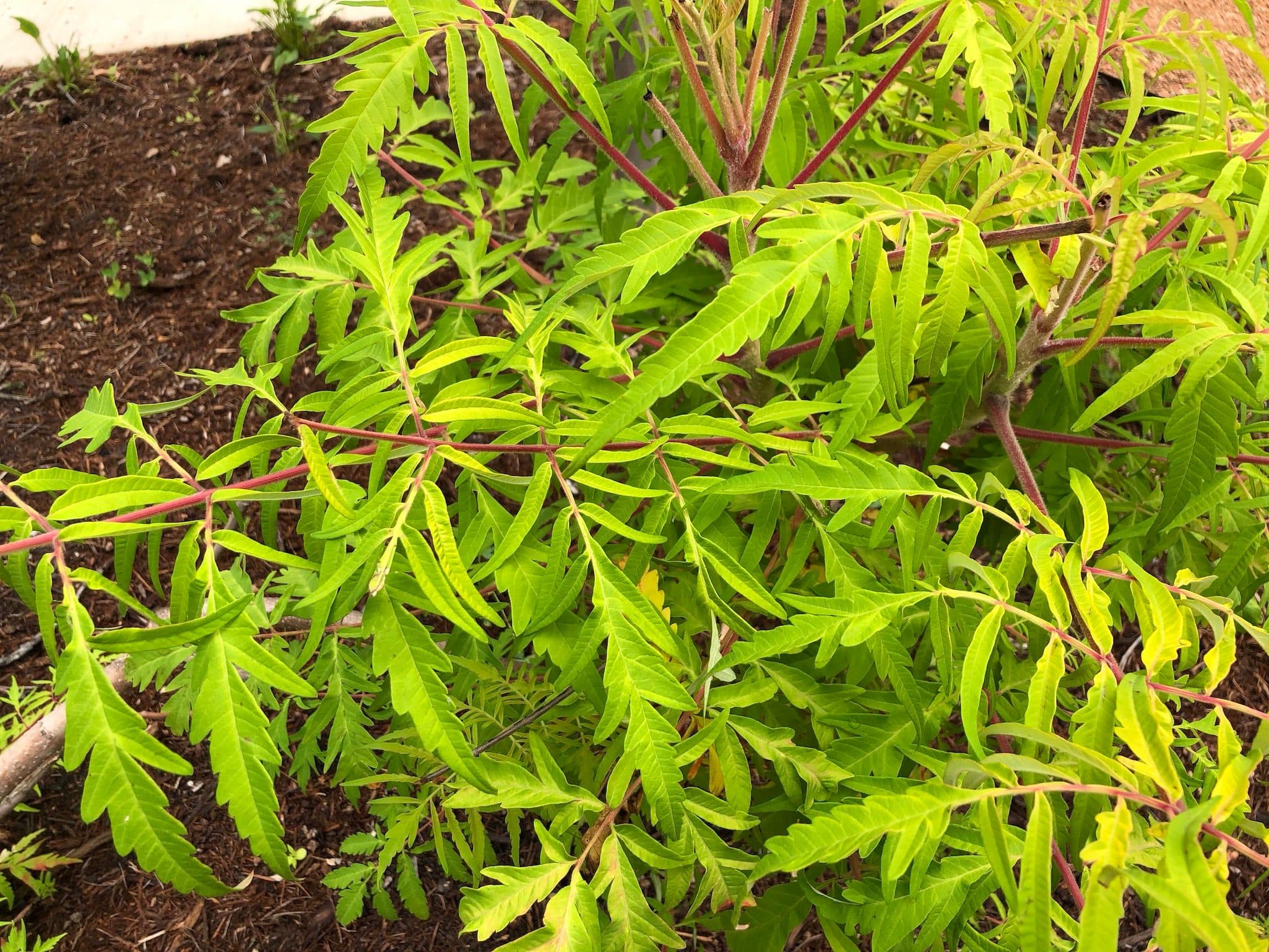 Tiger Eyes Sumac