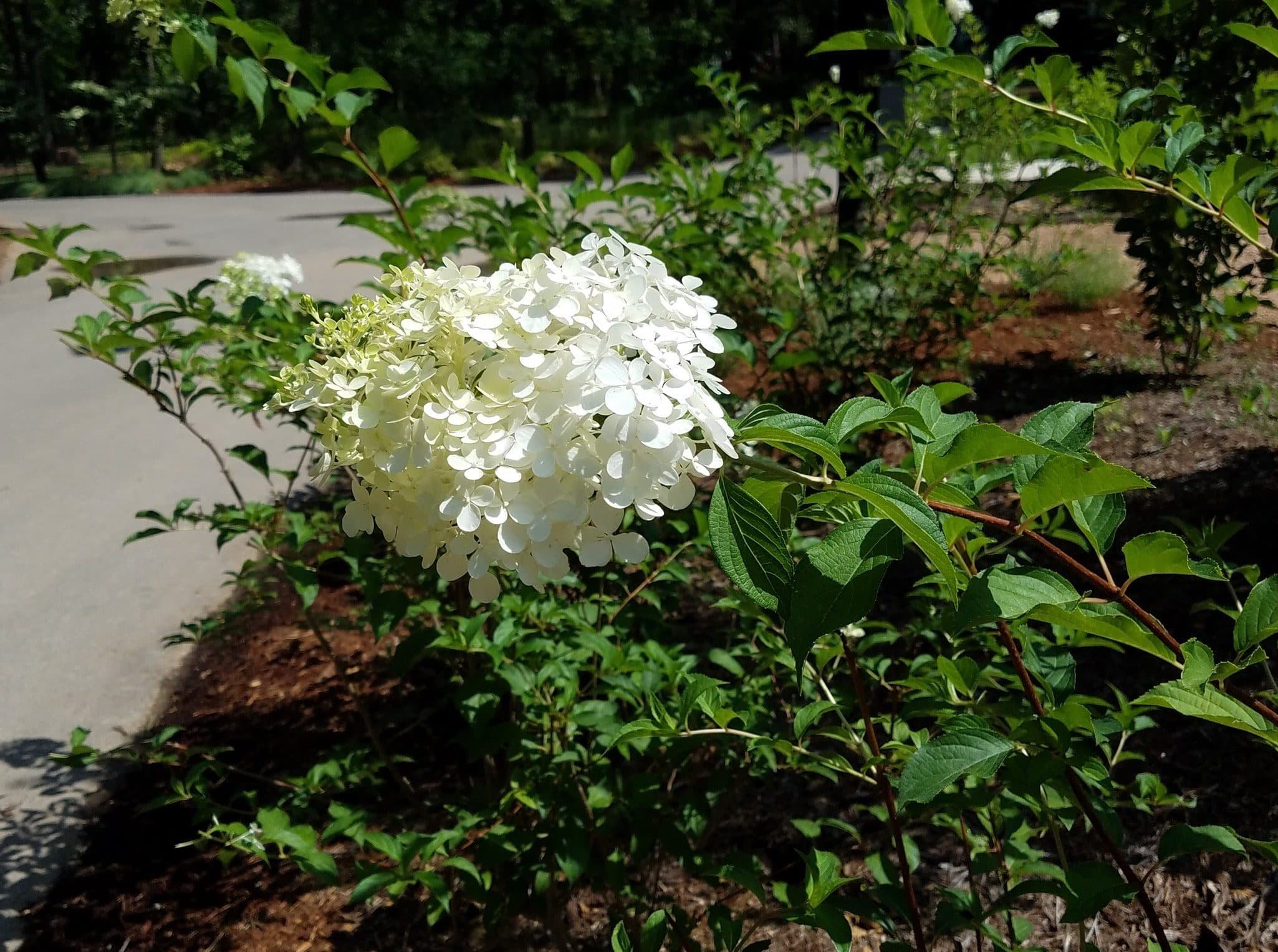 Vanilla Strawberry Panicle Hydrangea