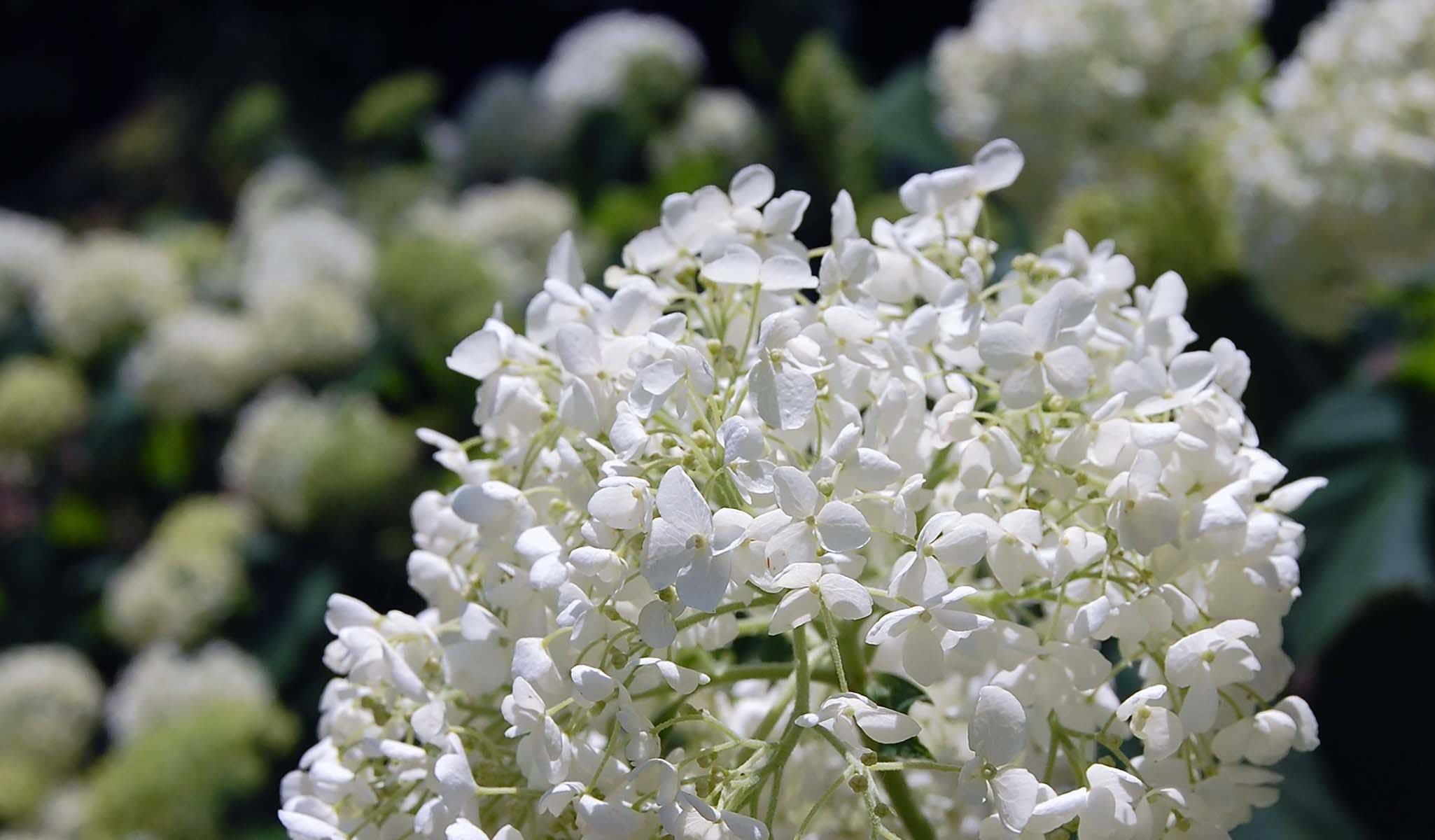 Annabelle Smooth Hydrangea
